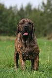 FILA BRASILEIRO 198